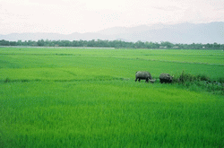 chuyển mục đích sử dụng đất